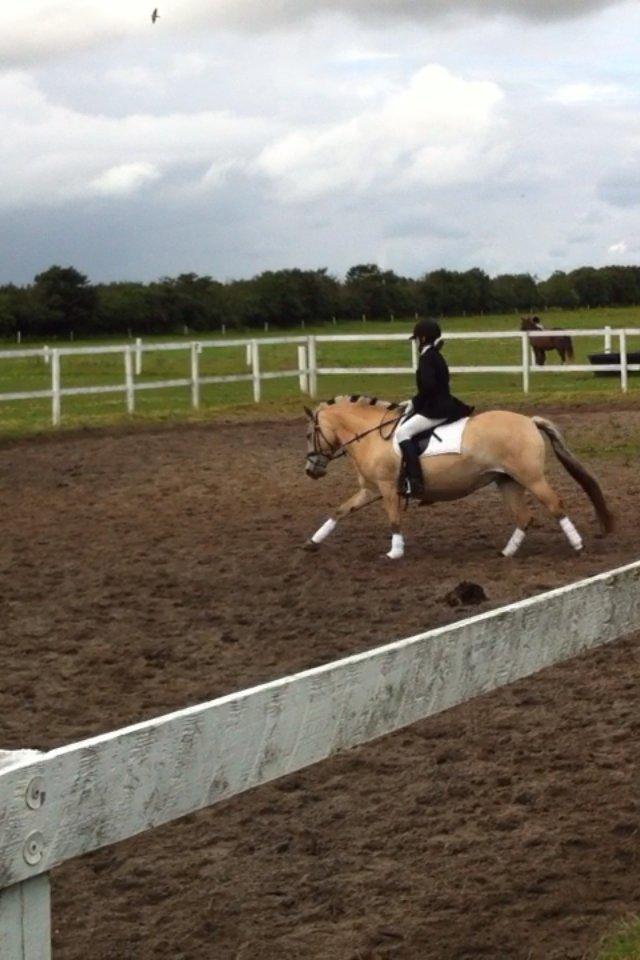 Anden særlig race Landlyst´s Keepliving Keepi billede 14