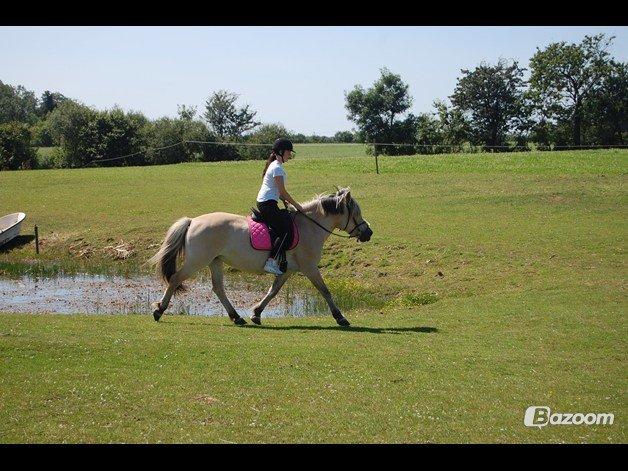 Fjordhest Vennely's Emma - Ved søen <3 billede 6