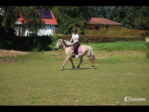 Fjordhest Vennely's Emma billede 18