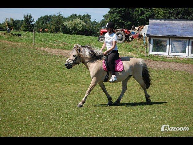 Fjordhest Vennely's Emma - Trav billede 10