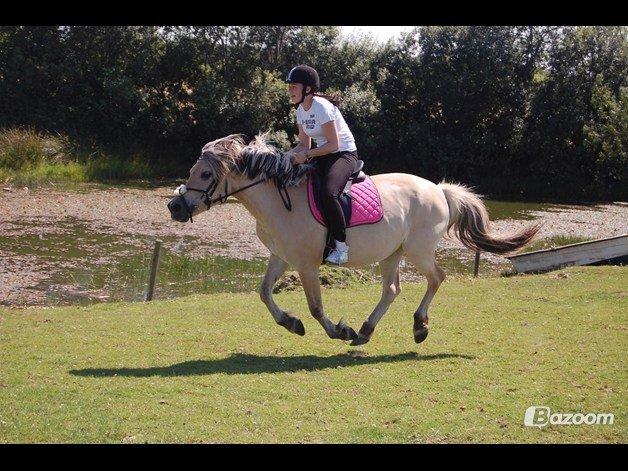 Fjordhest Vennely's Emma - Galop! billede 4