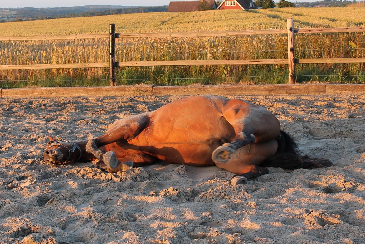 Tysk Varmblod Mac Kenroy - Tror min hest er en lille smule træt Zzzzzzzzzzzzz billede 9