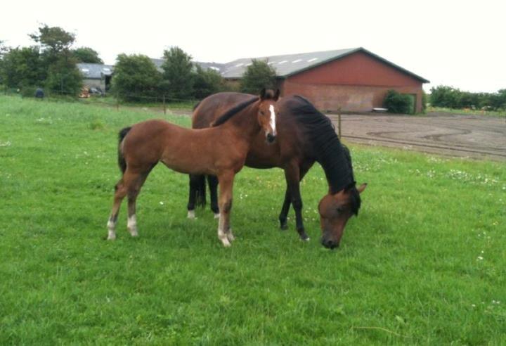 Welsh Partbred (Sec F) Skovsmindes Angelique (Angie) - juli 2012 billede 15