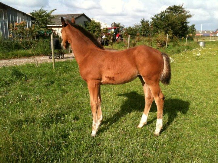 Welsh Partbred (Sec F) Skovsmindes Angelique (Angie) - juli 2012 billede 20