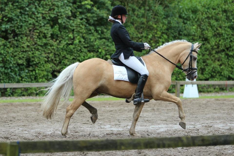 Welsh Pony af Cob-type (sec C) Ræveskiftets Nardi B-Pony RIP - 2012 LA6 68,6% 1.plads billede 19