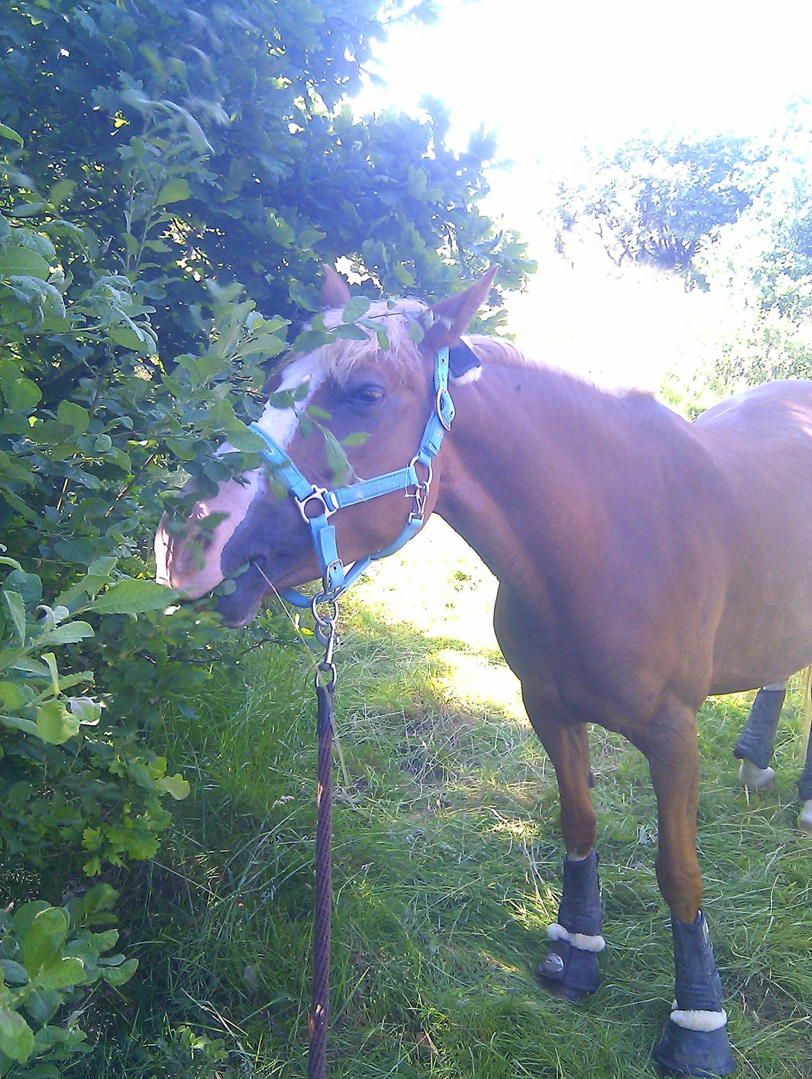 DSP Zita A. M - Så er der dømt træ;) Zita på skovtur:D billede 6