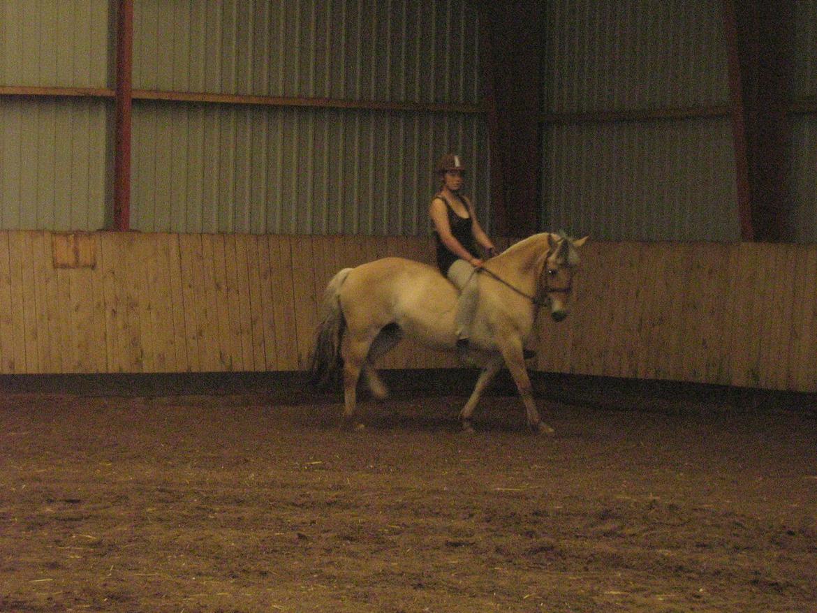 Fjordhest bolette <3 <3 <3 <3 billede 17
