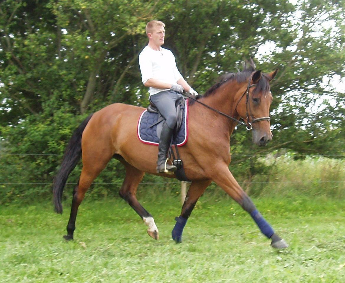 Dansk Varmblod Damgårdens Magic Light billede 2