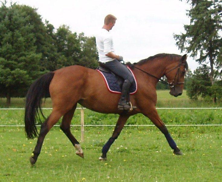 Dansk Varmblod Damgårdens Magic Light billede 3