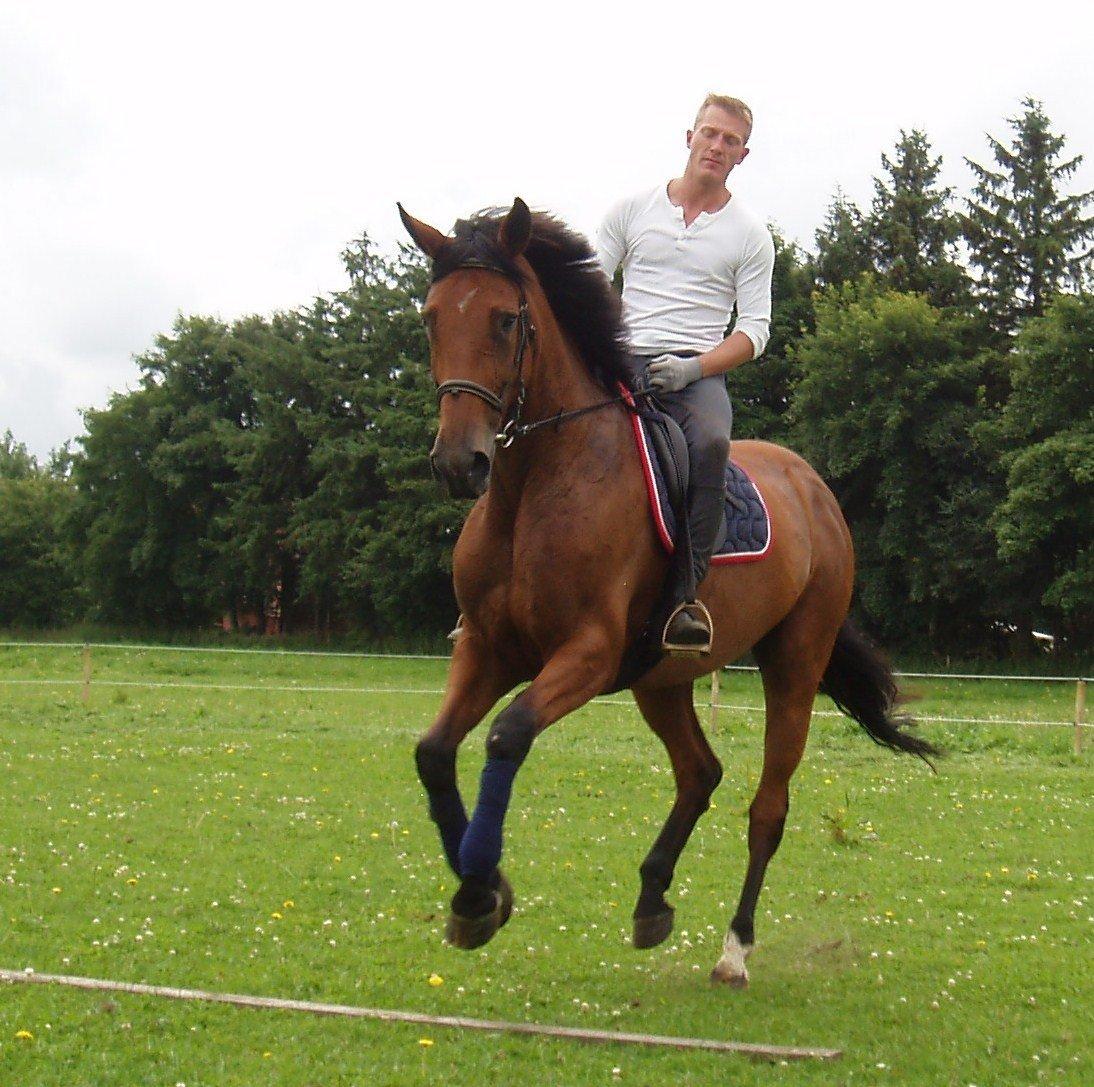 Dansk Varmblod Damgårdens Magic Light billede 4