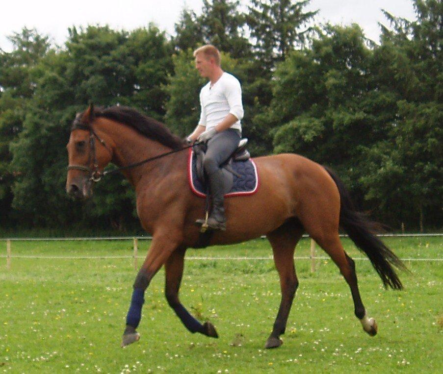 Dansk Varmblod Damgårdens Magic Light billede 5