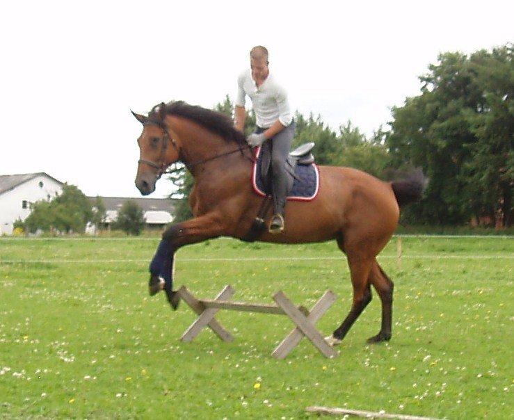 Dansk Varmblod Damgårdens Magic Light billede 7