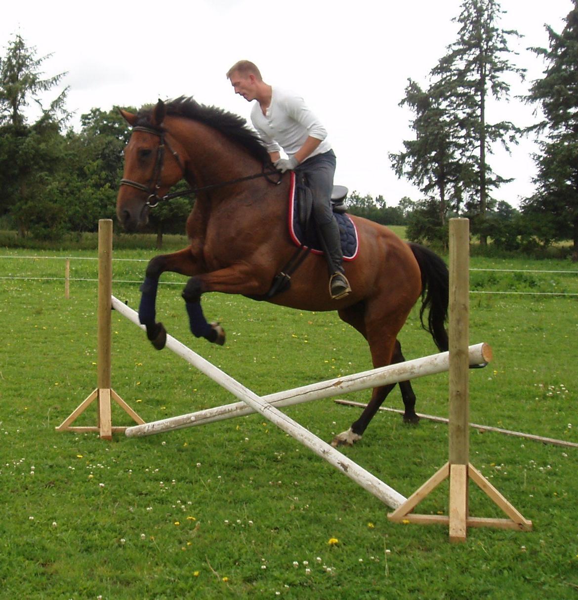 Dansk Varmblod Damgårdens Magic Light billede 8