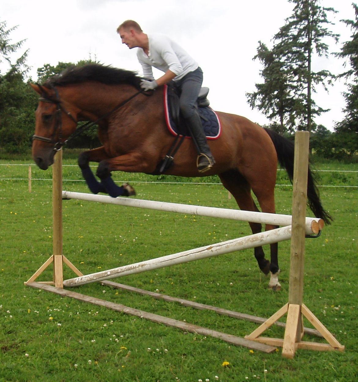 Dansk Varmblod Damgårdens Magic Light billede 9
