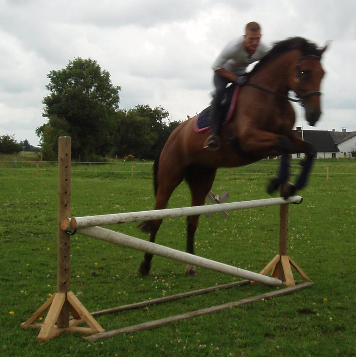 Dansk Varmblod Damgårdens Magic Light billede 10