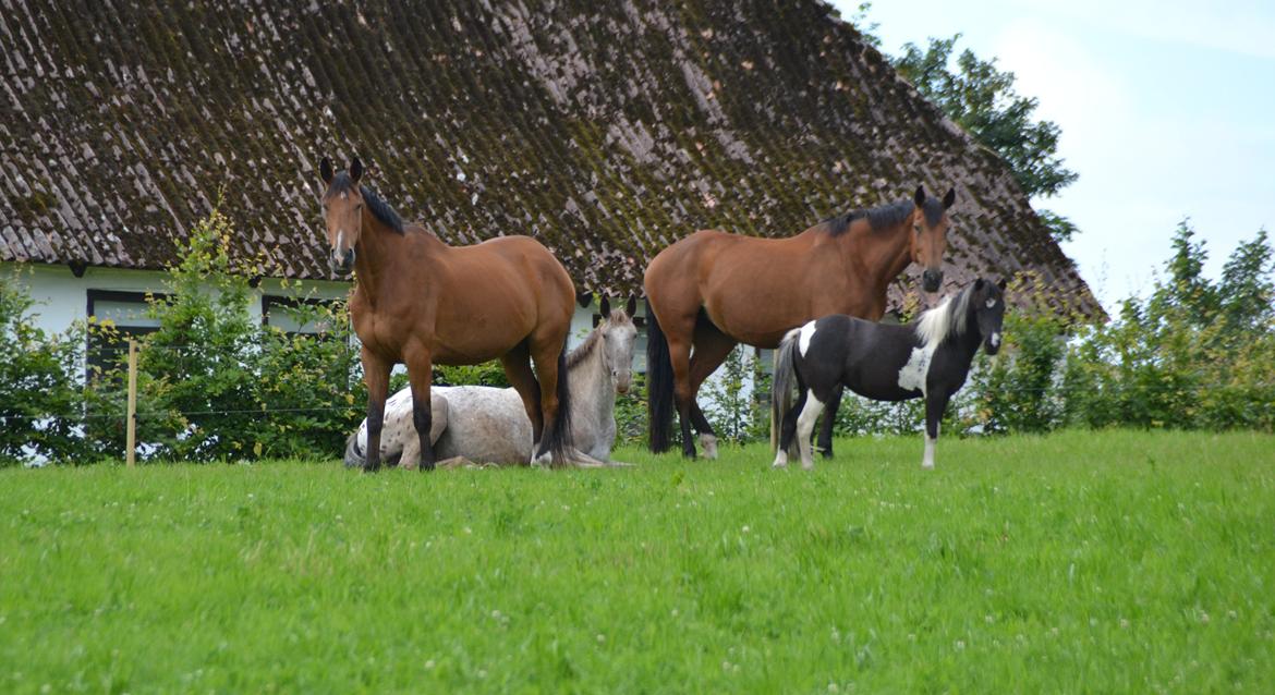 Dansk Varmblod Damgårdens Magic Light billede 11