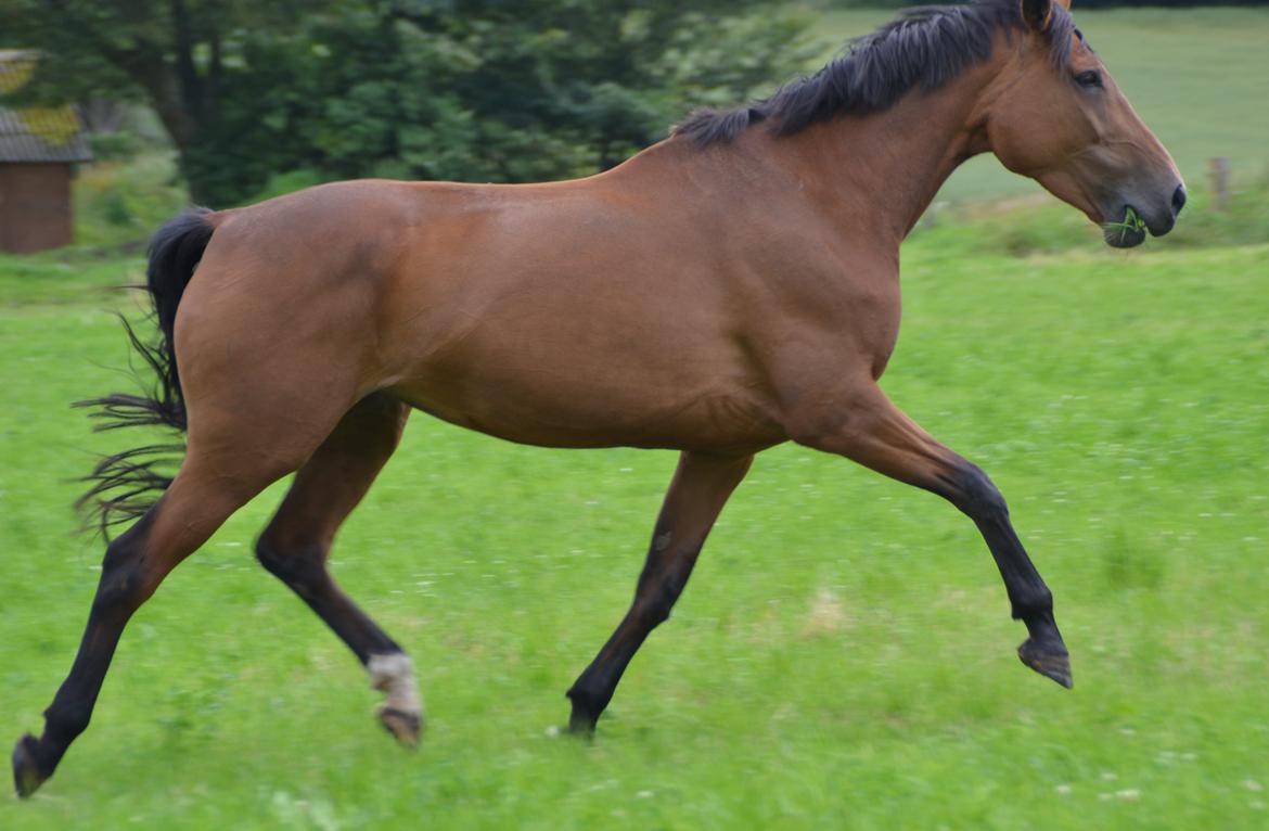 Dansk Varmblod Damgårdens Magic Light billede 12