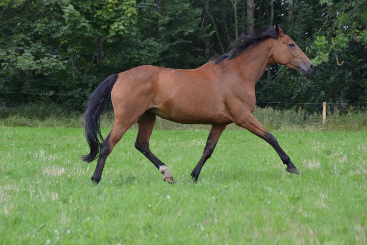 Dansk Varmblod Damgårdens Magic Light billede 13