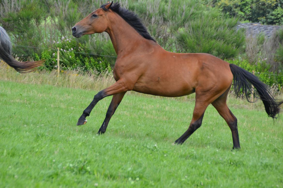 Dansk Varmblod Damgårdens Magic Light billede 14