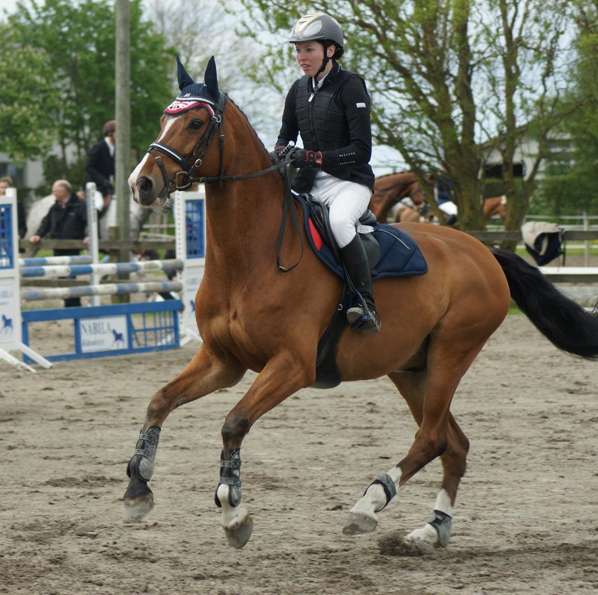 Dansk Varmblod Cornelius billede 2