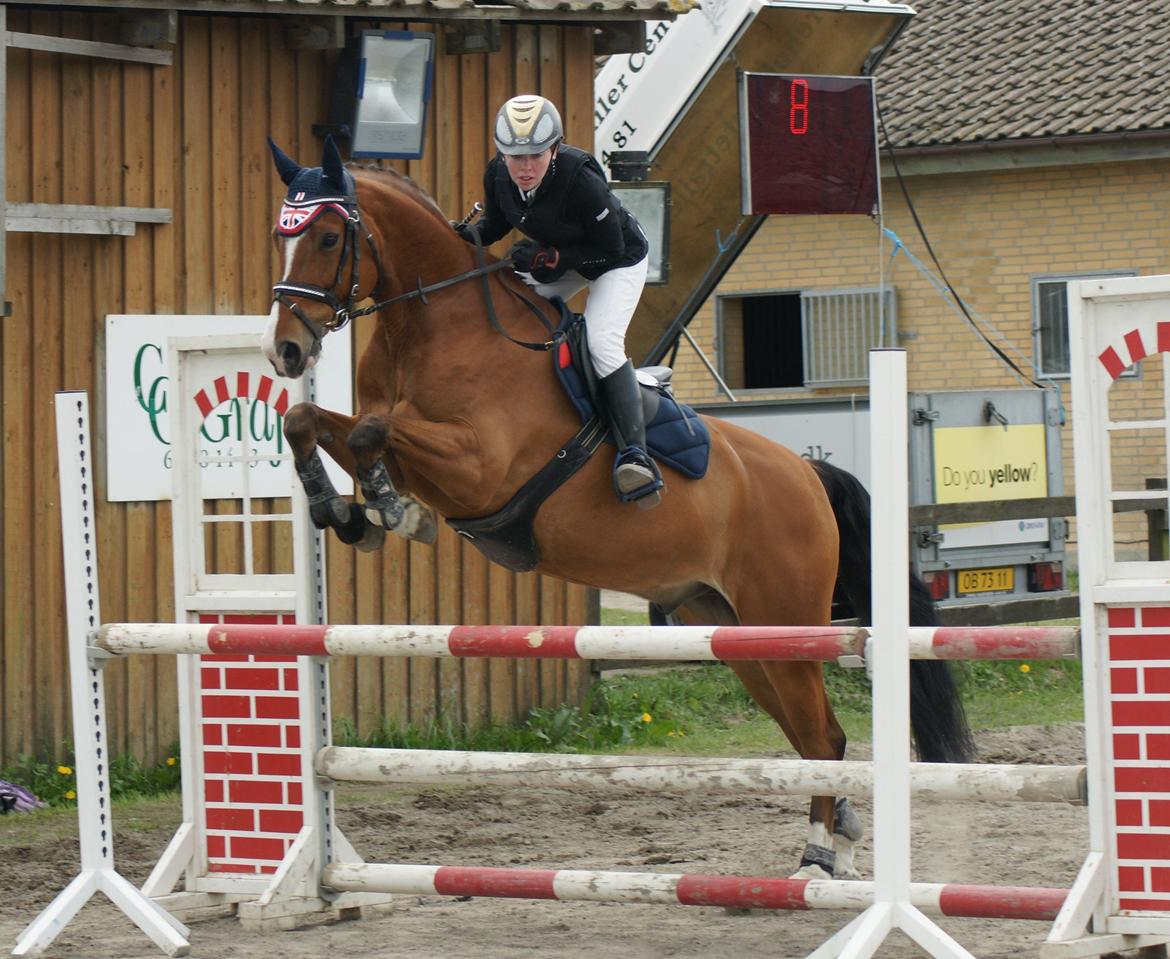Dansk Varmblod Cornelius billede 12