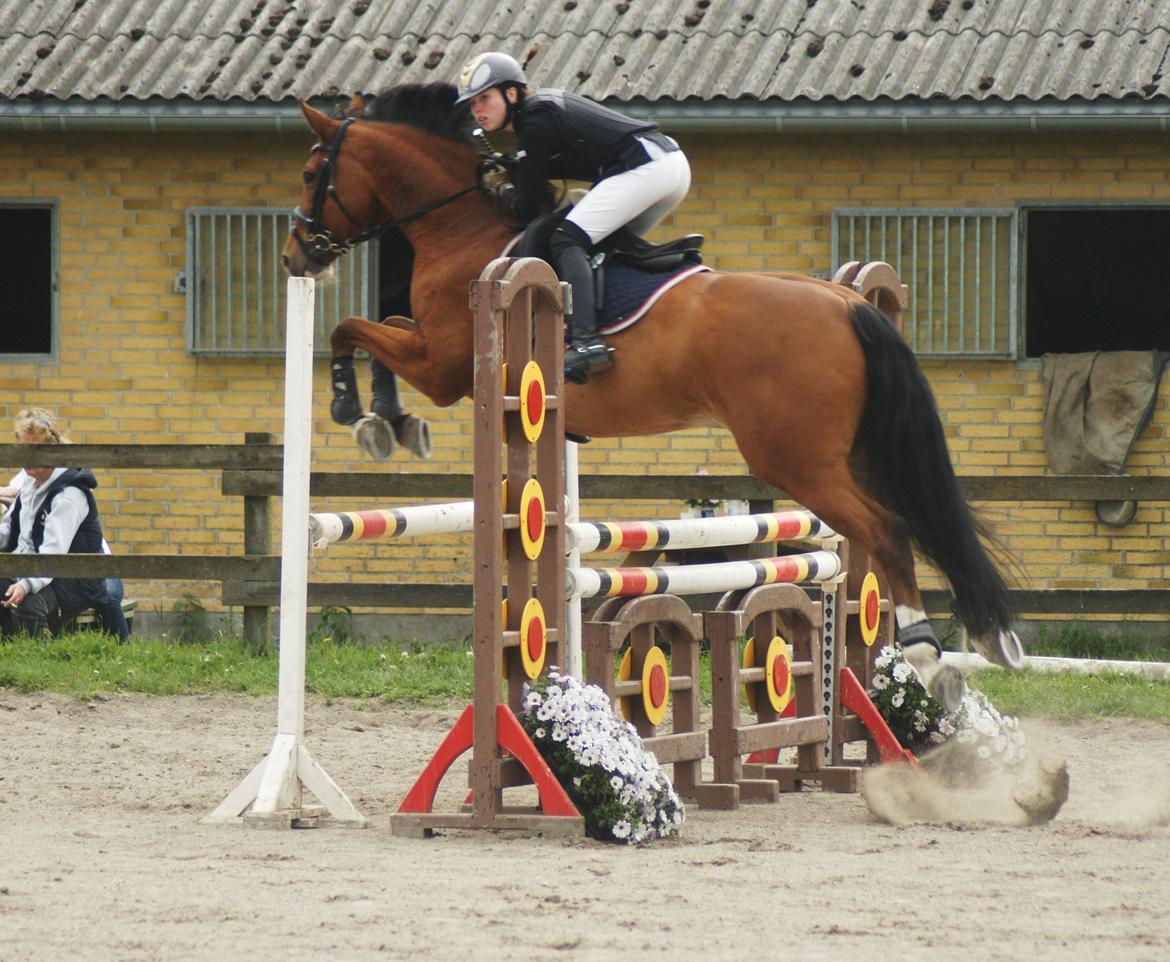 Dansk Varmblod Cornelius billede 14