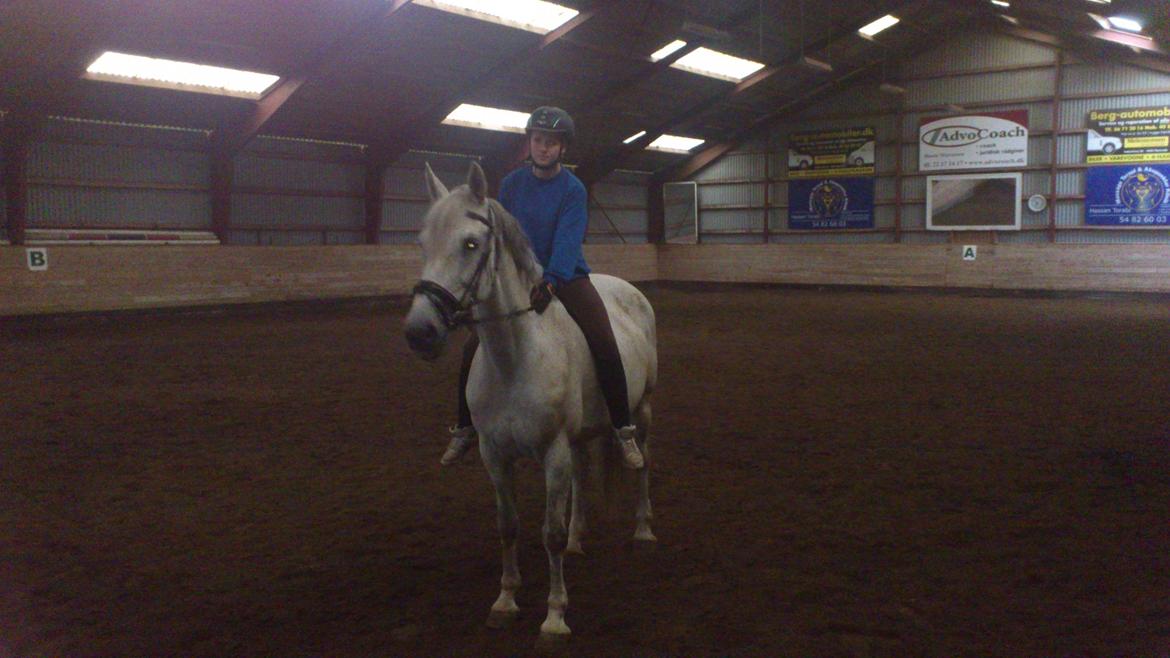 Holstener Melody XII billede 7