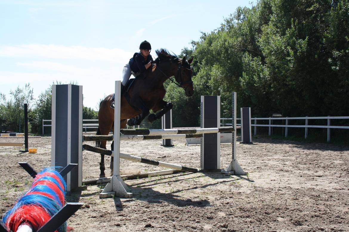 Hollandsk Varmblod Paledo ¤KWPN¤ billede 8