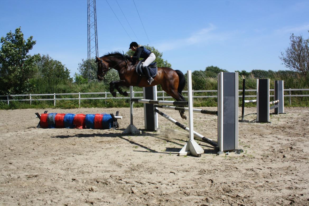 Hollandsk Varmblod Paledo ¤KWPN¤ billede 4