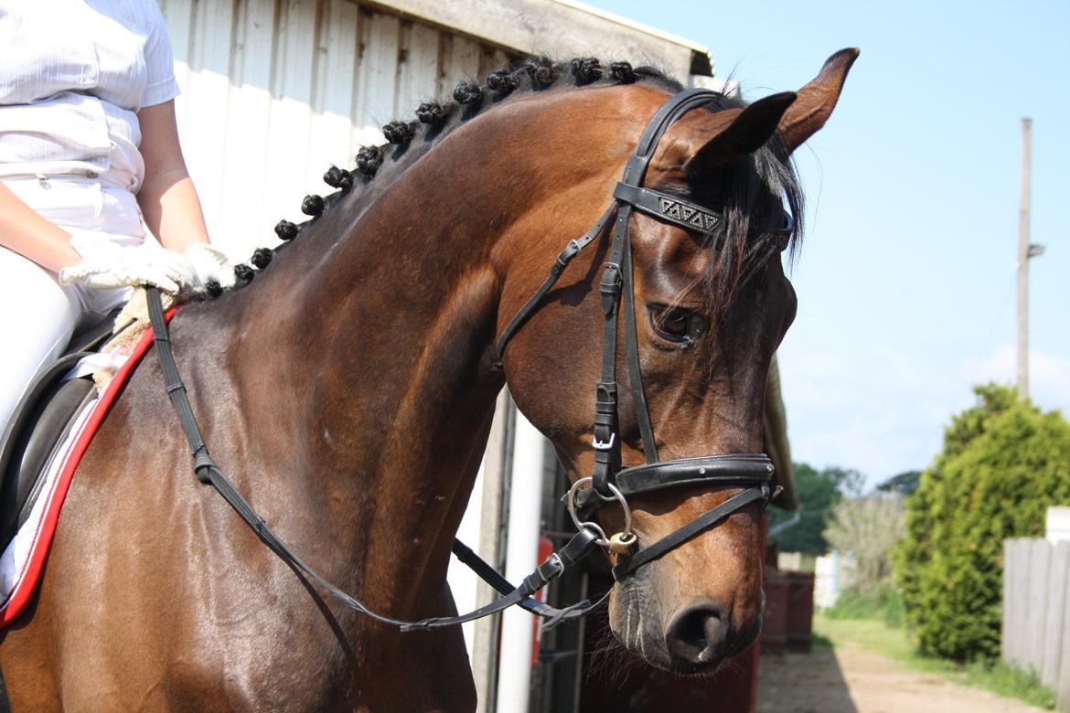 Hollandsk Varmblod Paledo ¤KWPN¤ billede 9