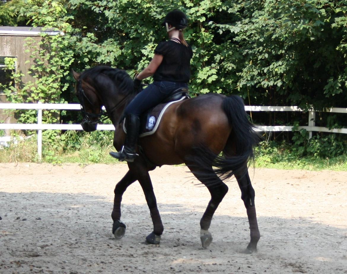 Hollandsk Varmblod Paledo ¤KWPN¤ billede 1