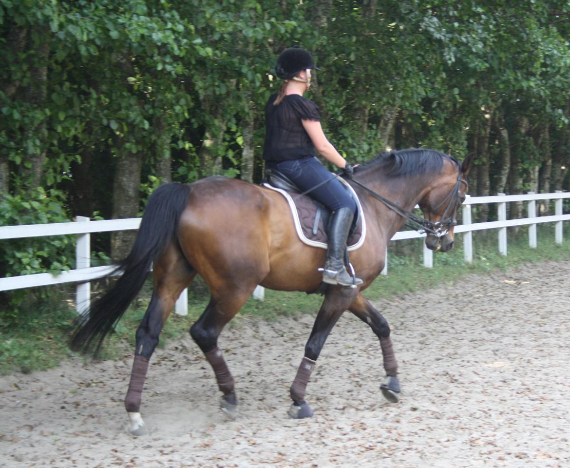 Hollandsk Varmblod Paledo ¤KWPN¤ billede 6