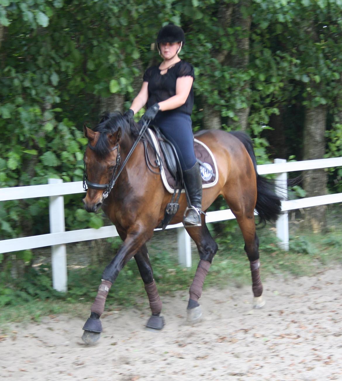 Hollandsk Varmblod Paledo ¤KWPN¤ billede 7