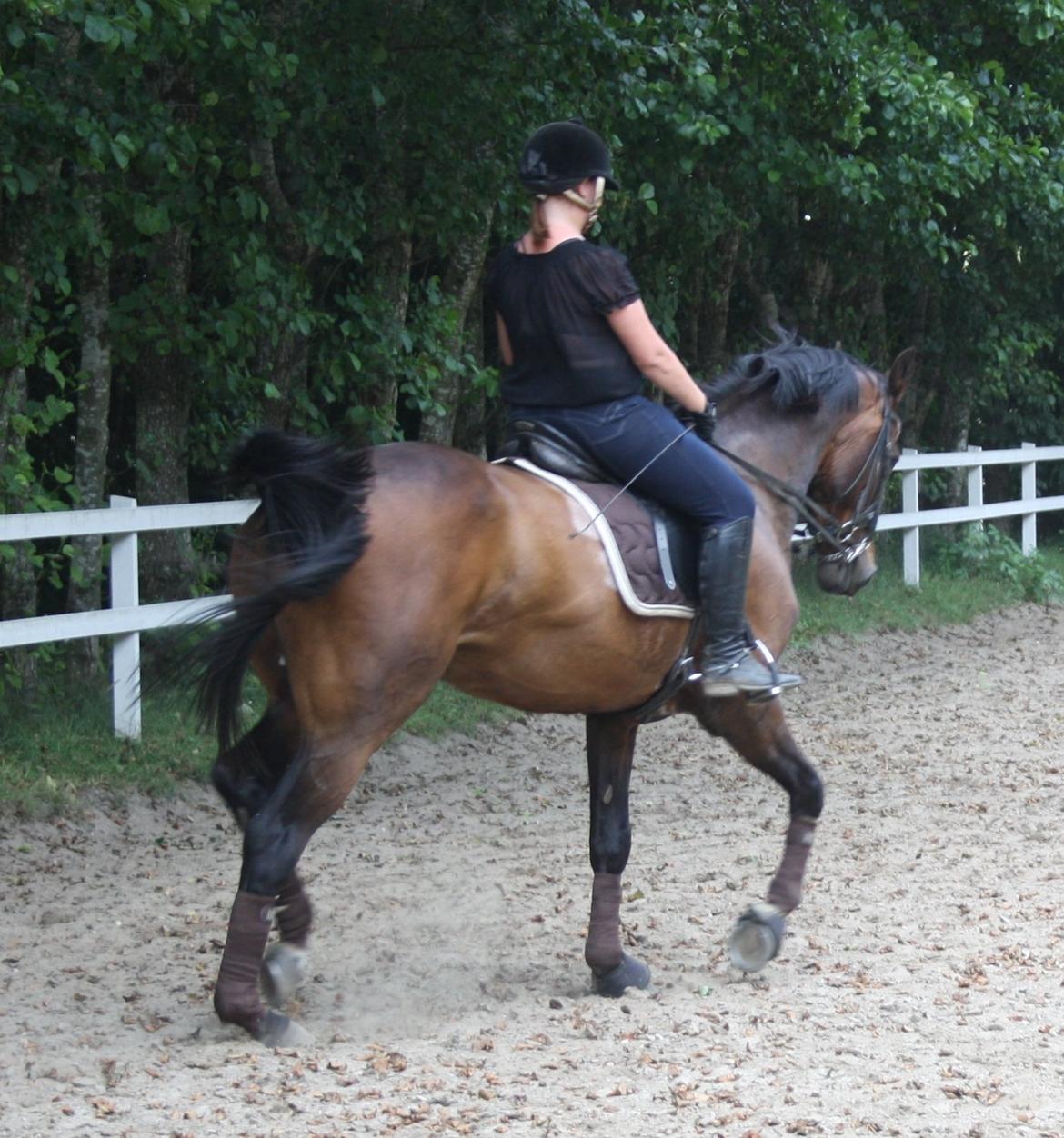 Hollandsk Varmblod Paledo ¤KWPN¤ billede 2