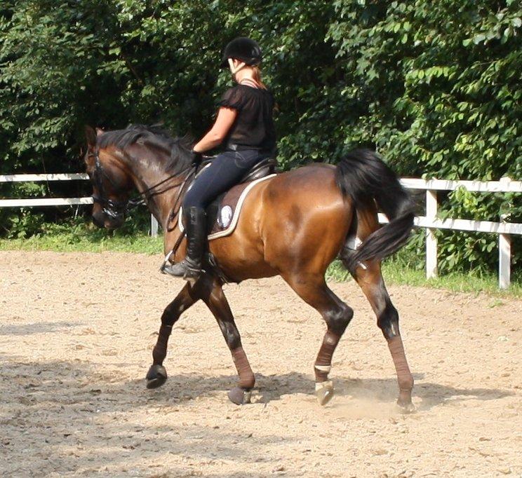 Hollandsk Varmblod Paledo ¤KWPN¤ billede 3