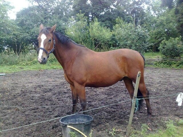 Oldenborg Møllestedets Highlight HIMMELHEST - En beskidt hest billede 1