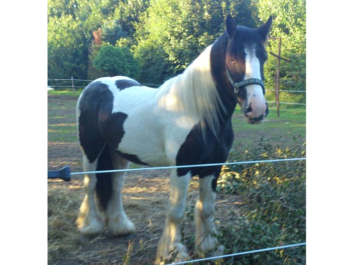 {{currentPhoto.altText}} billede {{currentPhoto.number}}