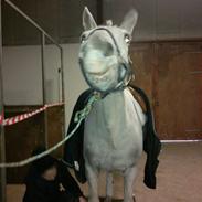 Connemara Shannon Storm