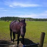 Anden særlig race shadow