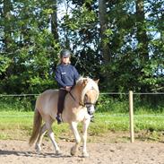 Haflinger Armani Nordan