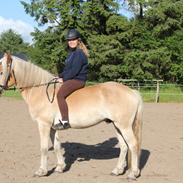 Haflinger Armani Nordan