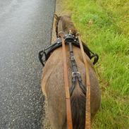 Anden særlig race Langgaards Princesse Lotte<3<3