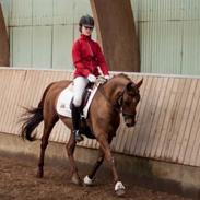 Anden særlig race Tamara