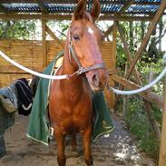 Anden særlig race Tamara