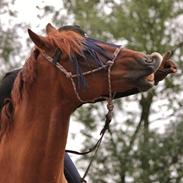 Hannoveraner • Jungle Fever (Hugo)