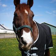 Svensk Varmblod Øststrupgaards Olivia