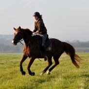 Svensk Varmblod Øststrupgaards Olivia