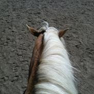 Haflinger Valentin