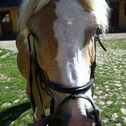 Haflinger Valentin