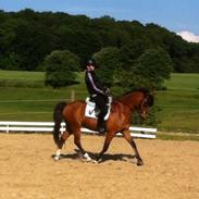 New Forest Orchid's Ringo